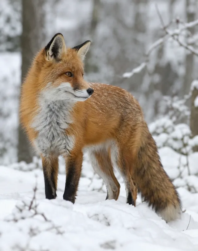 A red fox turning its head in a snowy forest, made with Wan 3.0